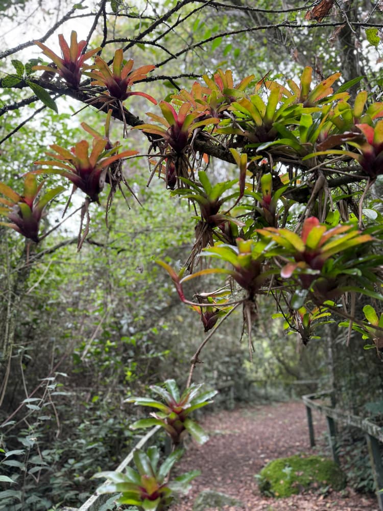 Imagen de bosques del rio